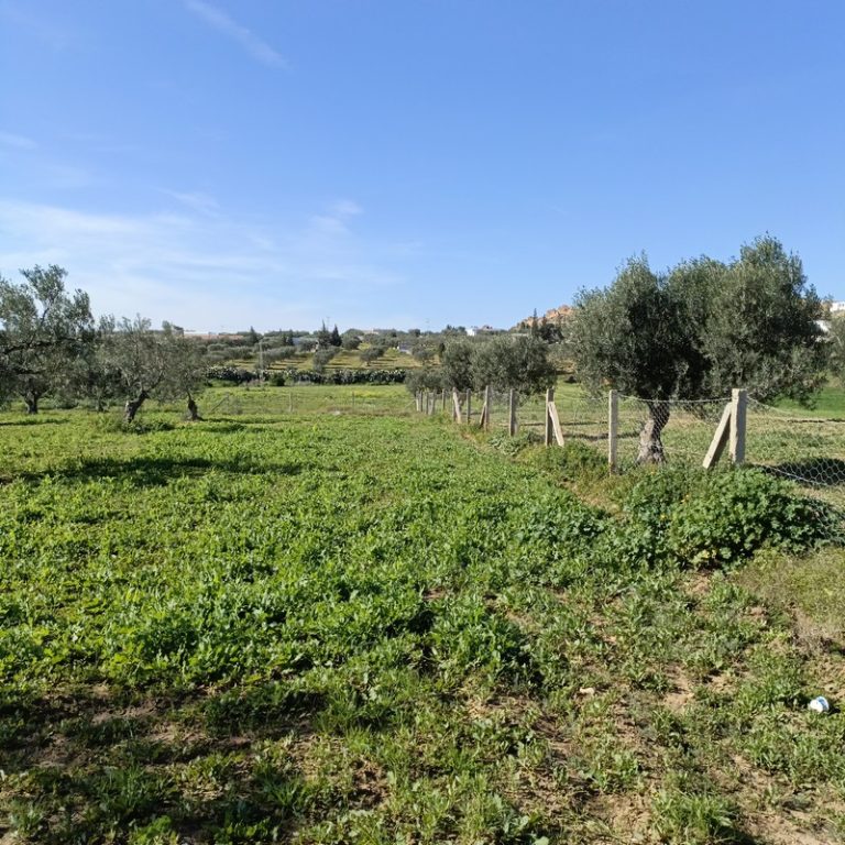 Av terrain 1680m proche hammamet yasmine