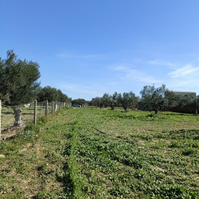 Av terrain 1680m proche hammamet yasmine
