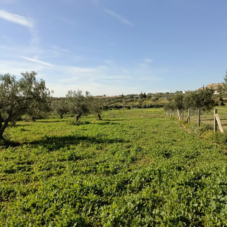 Av terrain 1680m proche hammamet yasmine