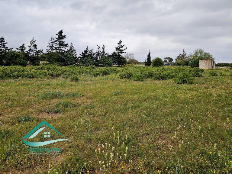 Vt983 terrain 1000 m2 &agrave; kelibia