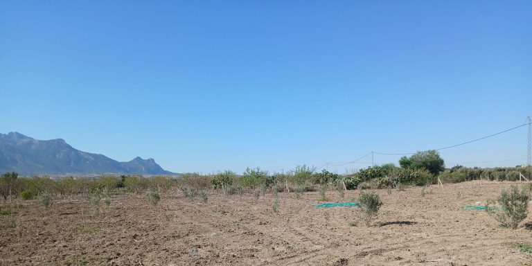Terrain agricole 5000 m avec une petite maison