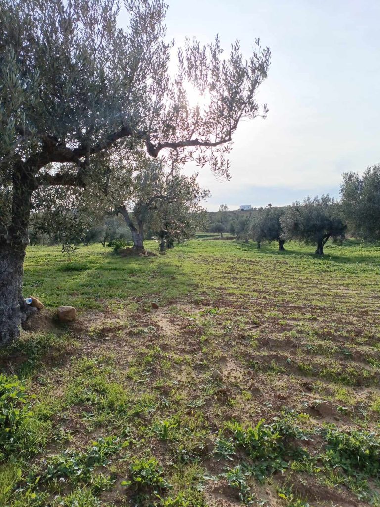 Av terrain de 4500m &agrave; hammamet
