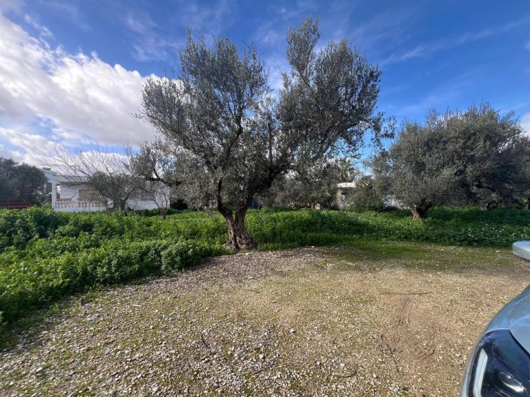 Un superbe terrain &agrave; sidi sidi younes