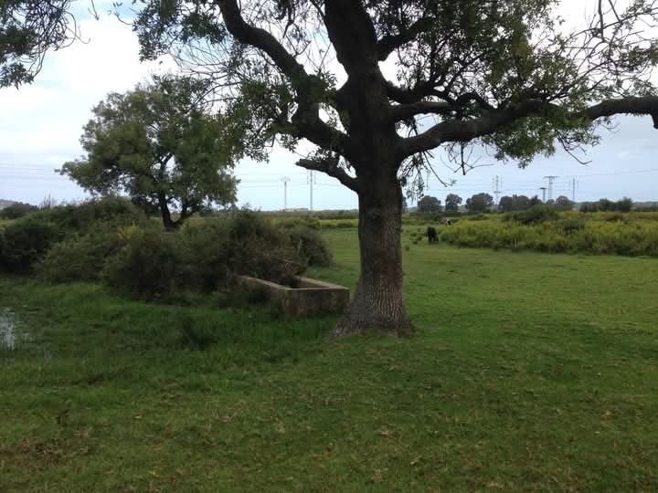 Terrain agricole tabarka
