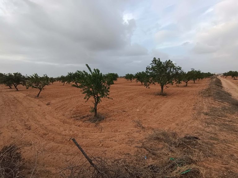 514423 20260311 204219 768x576