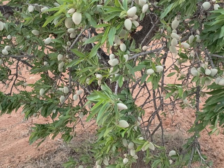 Bora louz route el matar