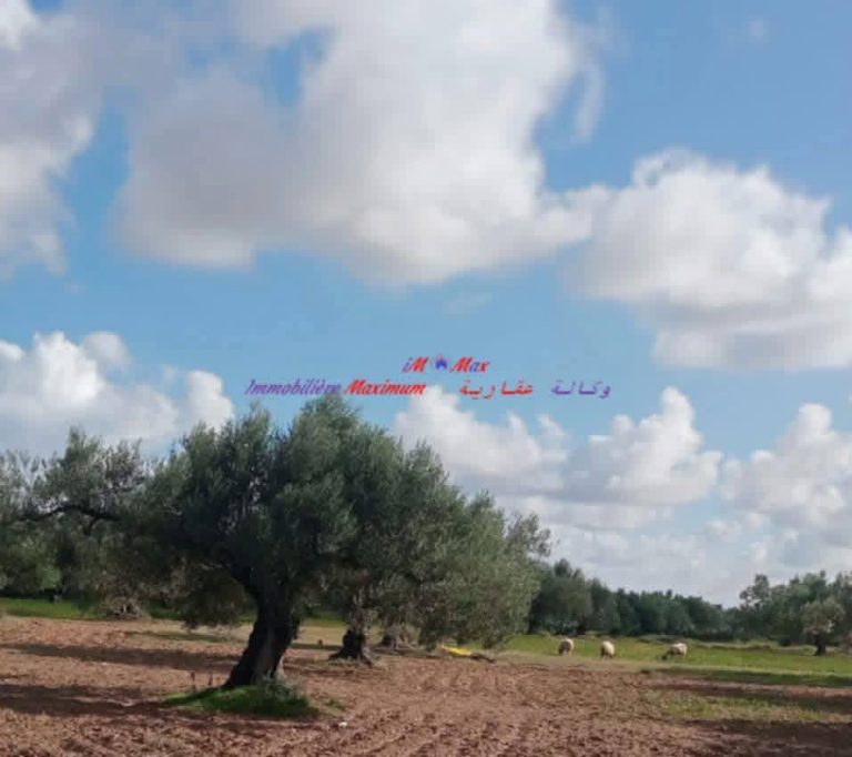 Terrain 800 m2oliviers avec villa et chalets