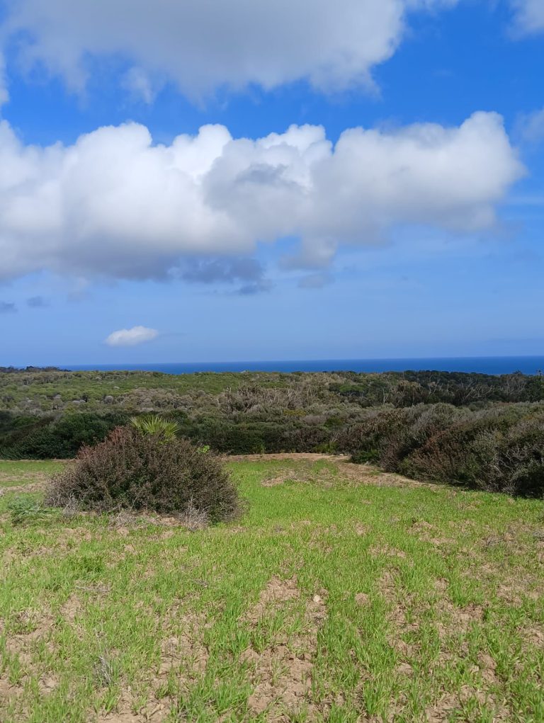 Terrain a tamzarat prix wow