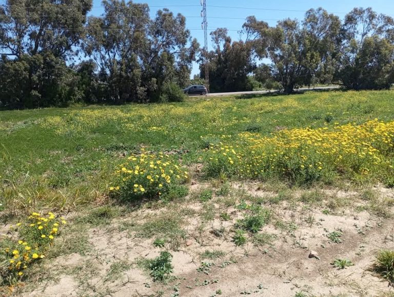 Terrain commercial elhaouaria