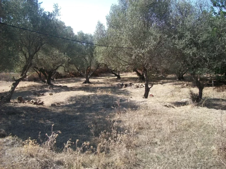 Terrain &agrave; tabarka