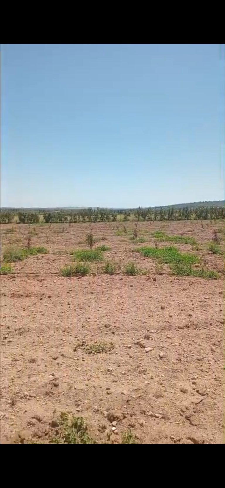 Terrain agricole &agrave; borj el amri avec sondage