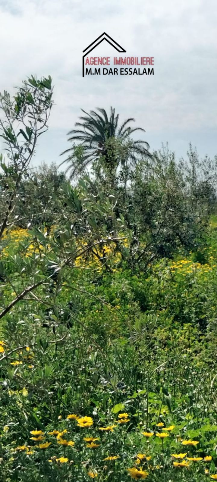 Terrain agricole contenant une villa