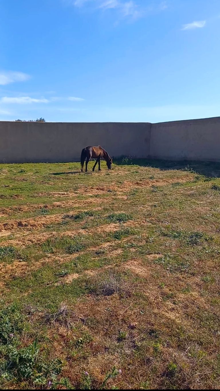 Terrain &agrave; hammamet 8200m