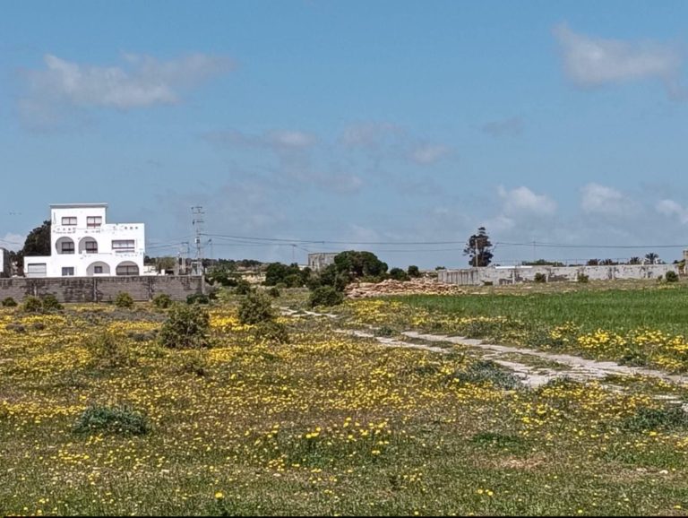 Terrain menzel elhor