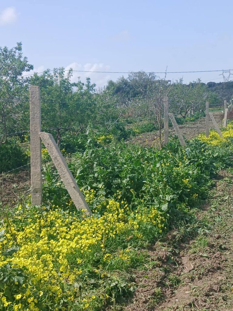 Terrain agricole 5000 m avec une petite maison
