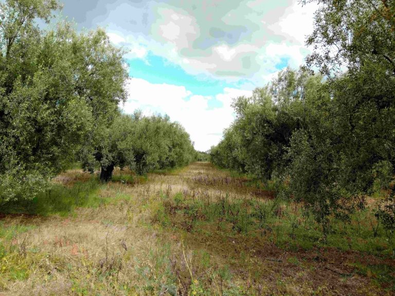 Terrain agricole constitu&eacute; de 76 arbres d'olives