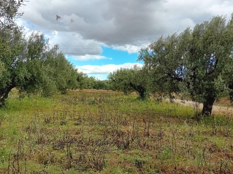 Terrain agricole constitu&eacute; de 76 arbres d'olives