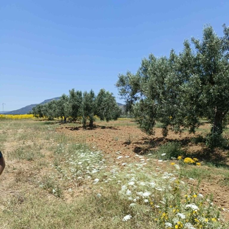 Av terrain de 4500m avec oliviers &agrave; hammamet