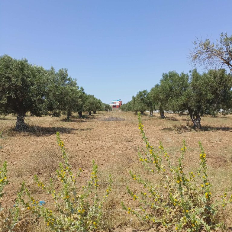 Av 1000m &agrave; 5mins &agrave; hammamet yasmine