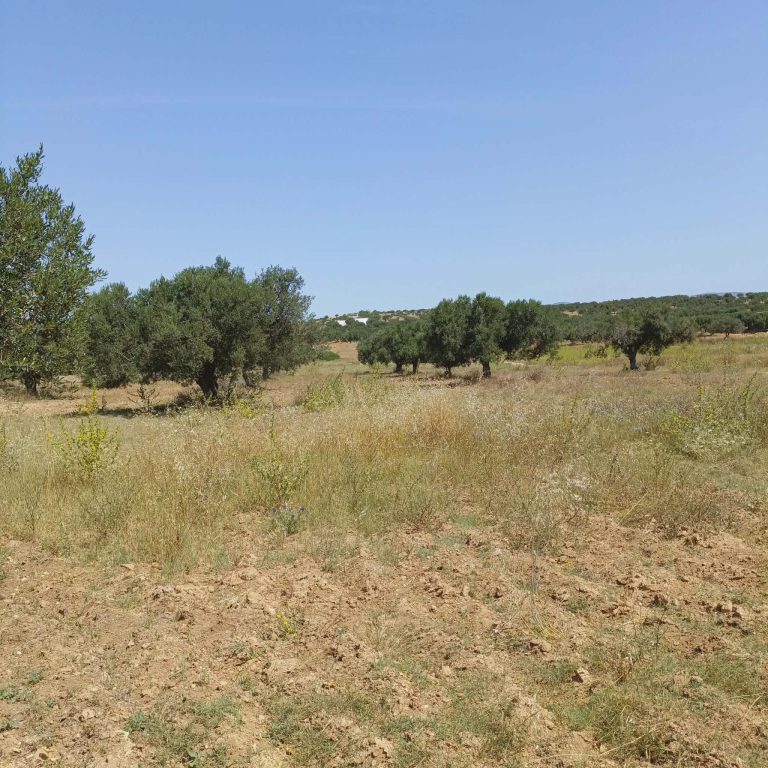 Av terrain 500m à 48md à hammamet sud