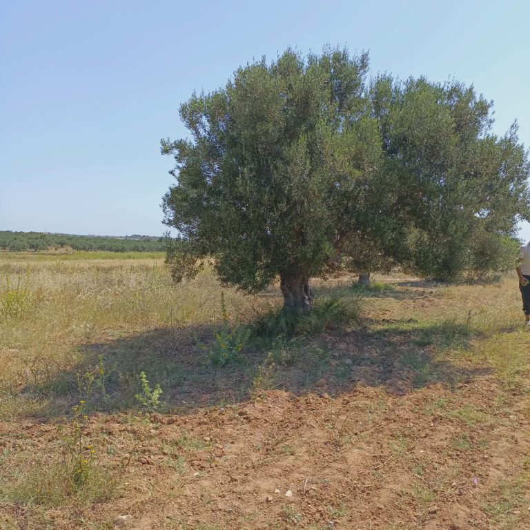 Av terrain 500m à 48md à hammamet sud