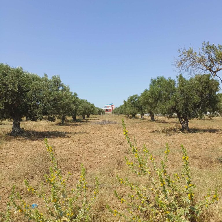 Av terrain 500m à 48md à hammamet sud