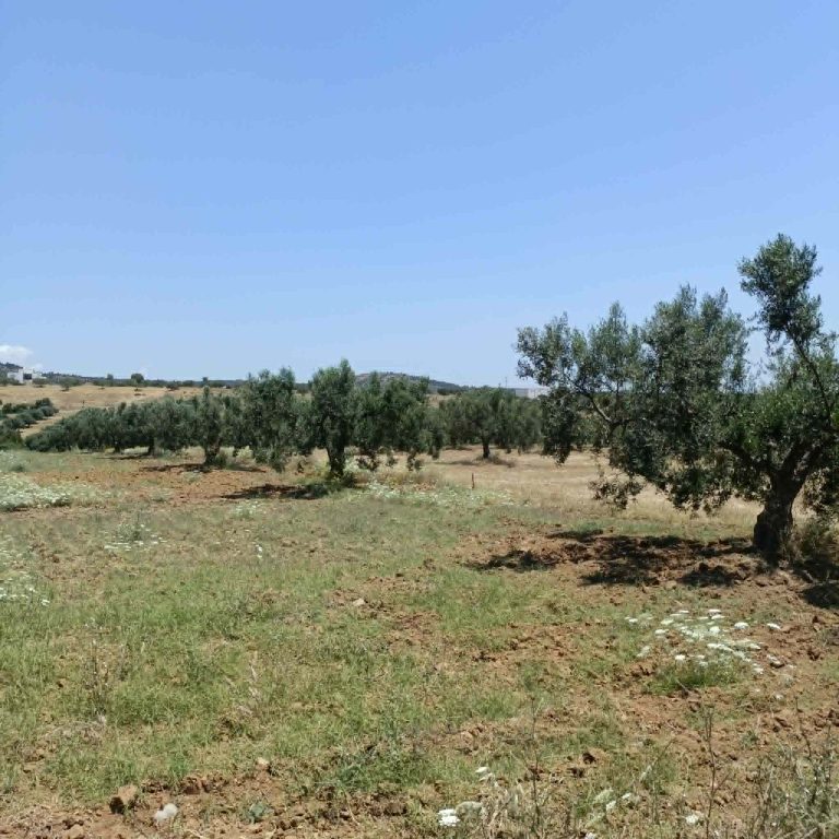 Av terrain 4500mavec oliviers &agrave; hammamet