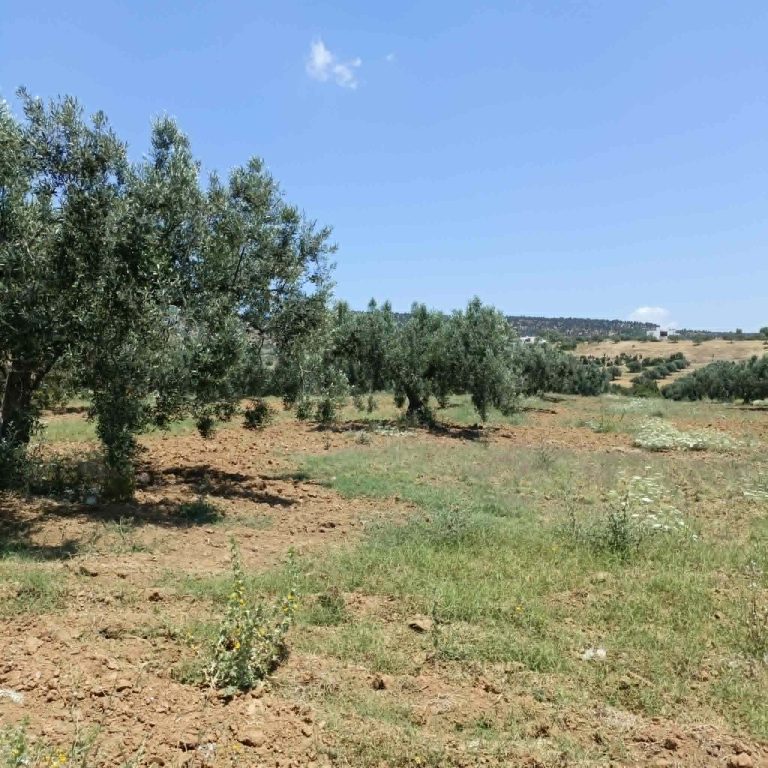 Av terrain 4500mavec oliviers &agrave; hammamet