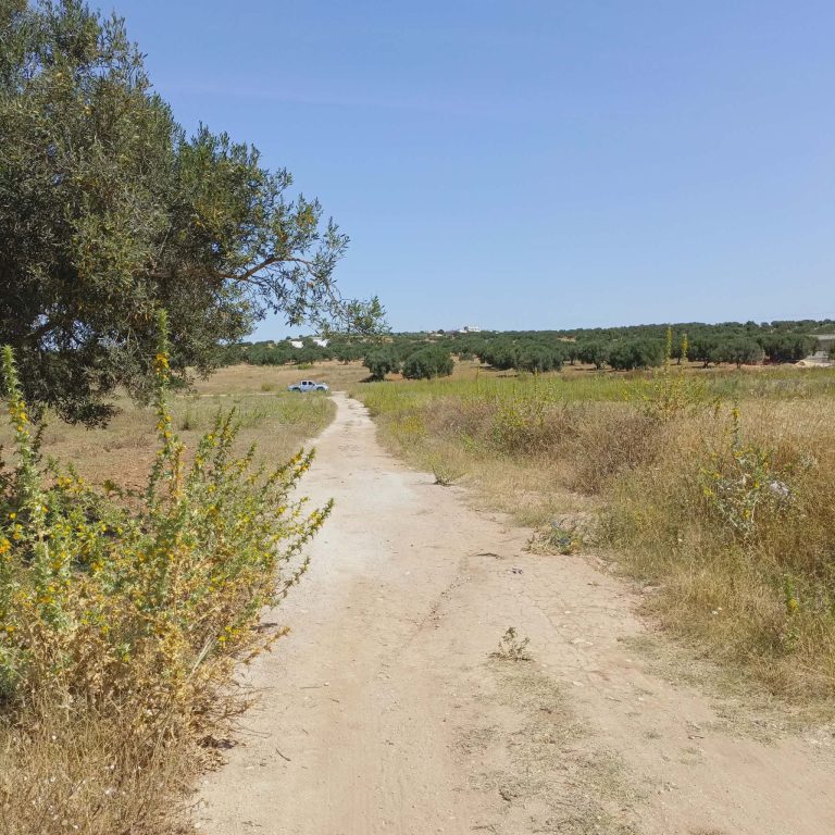 Av terrain de 1000m à 80md proche hammamet