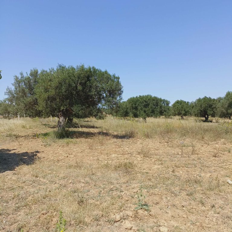 Av terrain de 1000m à 80md proche hammamet