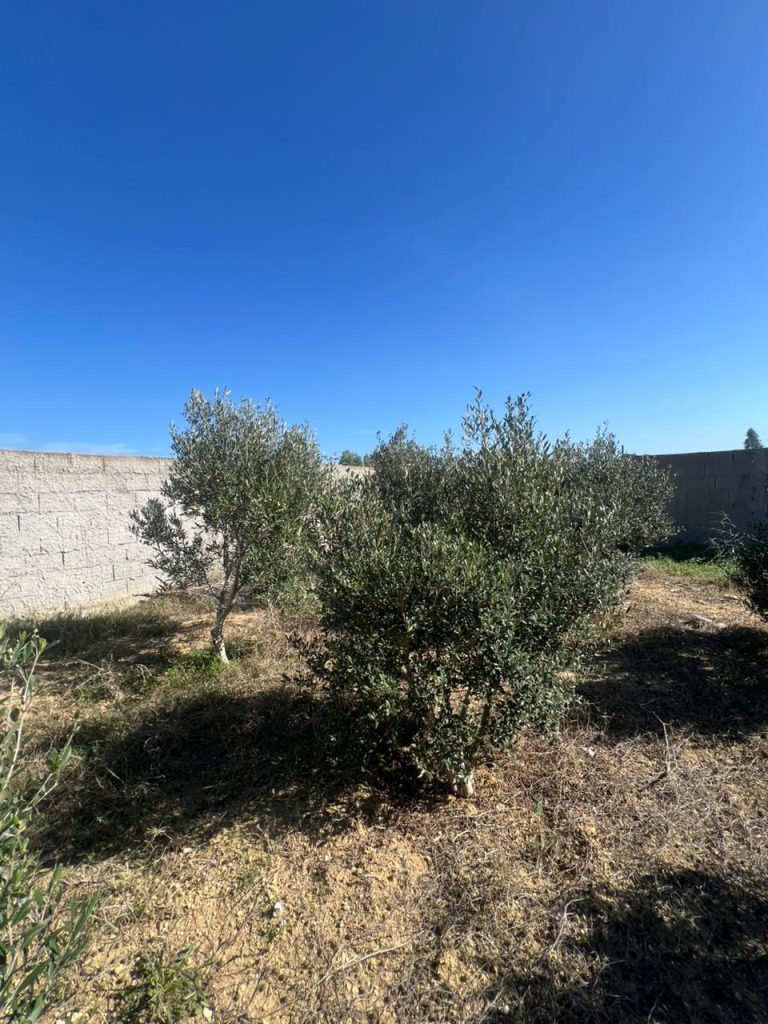 Terrain hamem ghzez