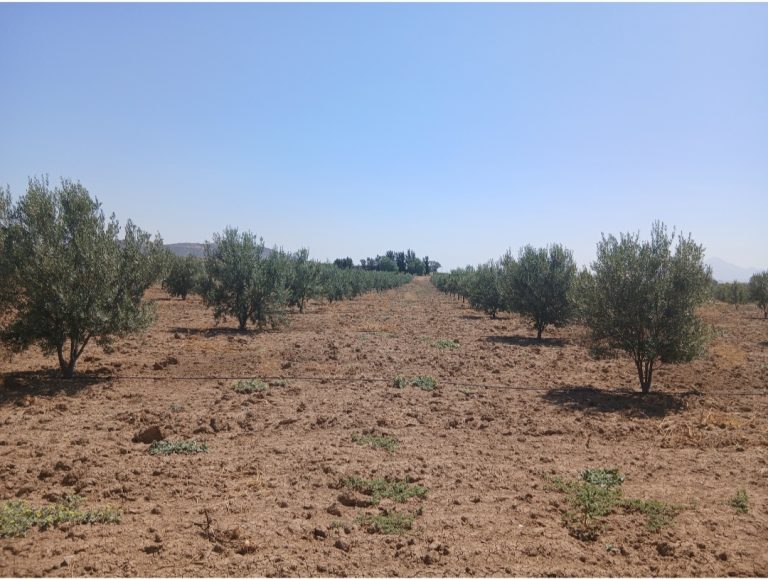 Ferme agricole de 10 hectares avec 1 500 oliviers