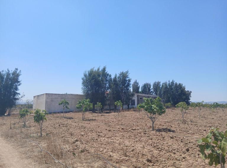 Ferme agricole de 10 hectares avec 1 500 oliviers