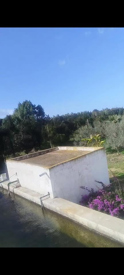Une magnifique orangeraie