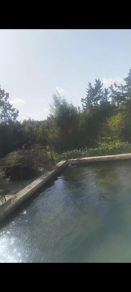 Une magnifique orangeraie