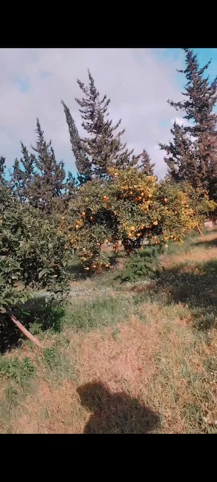 Une magnifique orangeraie