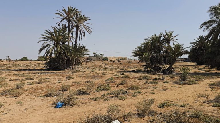 Grand terrain de &agrave; chikh yahia djerba