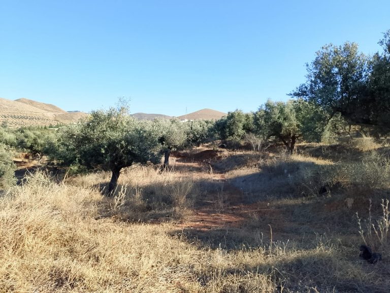 Terrain de 1 hectare &agrave; sidi thabet jabbes