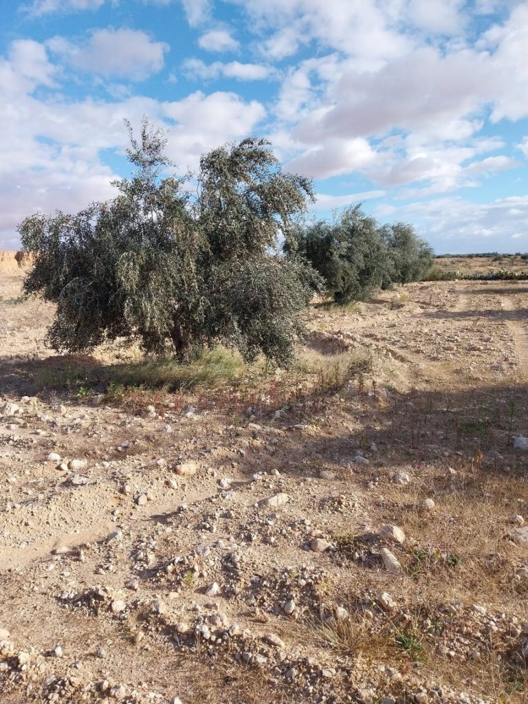 Terrain agricole d'oliviers à sidi bouzid