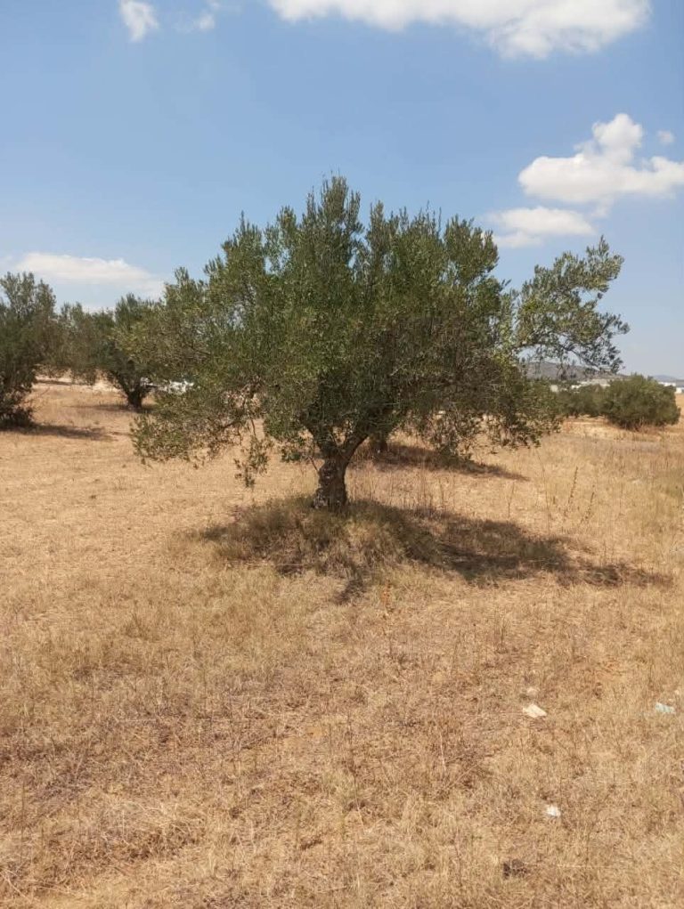 Av terrain 1000m à 40md à hammamet sud