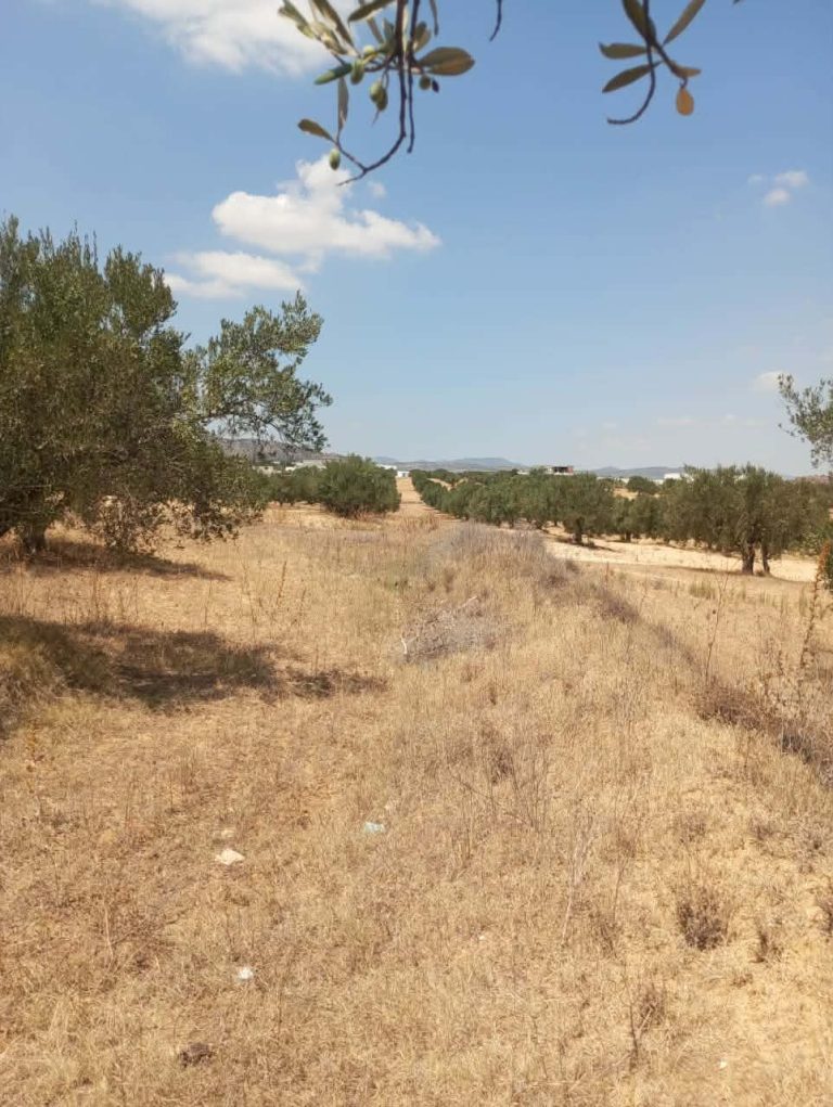 Av terrain 1000m à 40md à hammamet sud