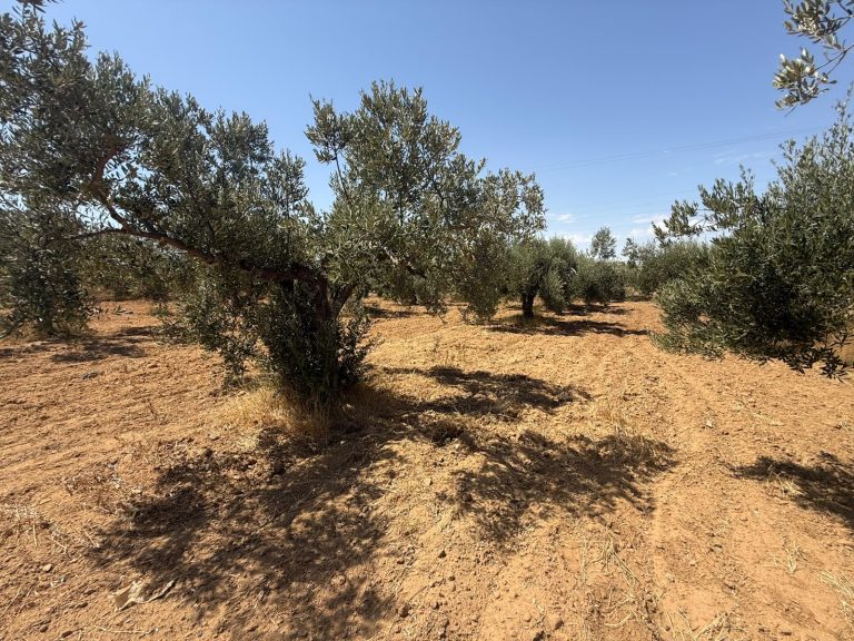 Terrain sur le route thrayet ouerdanine