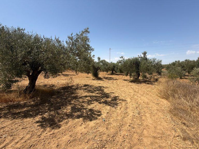 Terrain sur le route thrayet ouerdanine