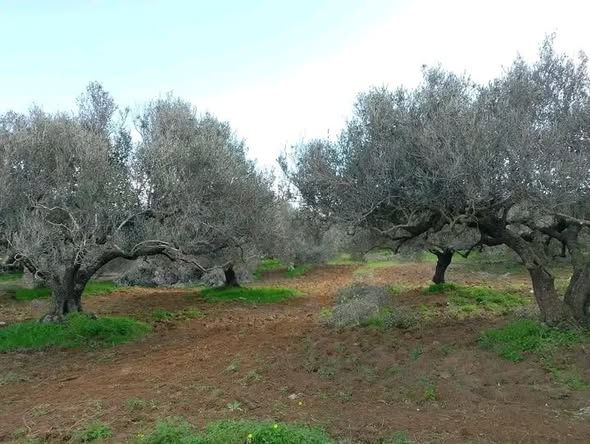 Terrain agricole
